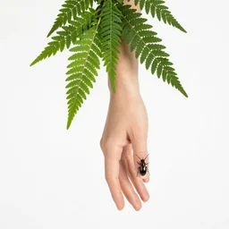 human hand with athamas polyura hanging on a green plant upside down. insect amoung the human finger. beauty and health concept idea. hanging caterpillars with strange wings amoung in the garden. weird insect larvae on the plant. vibrant insects hanging upside down. butterfly and human anatomy.