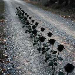 black roses lined up on a gravel road, atmospheric light, 8 k photography