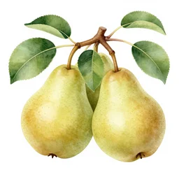 a botanical illustration of pears and leaves