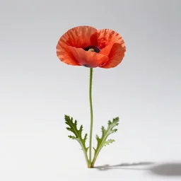 tiny poppy flower, professional studio photo, full body, isolated on a pure white background, centered, entire subject in frame, sharp focus, soft studio lighting