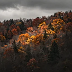 A forest in fall with a overcast sky. Muted colors.