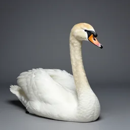 nick offerman as a swan, studio photography