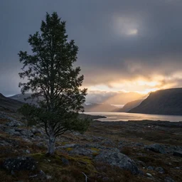 landscape photography, marc adamus, grenland, dramatic lighting, sunrise, tree in the foreground