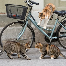 cats stealing bycicles, dslr photo
