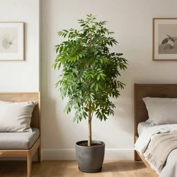 a plant of ficus elastica in a bedroom in london in the style of 1 9 th century botanical art