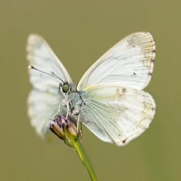 portrait of the creamy skipper