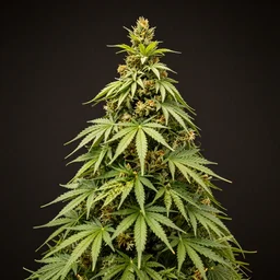 marijuana christmas tree, photo