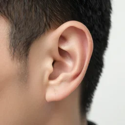 ears in a wall