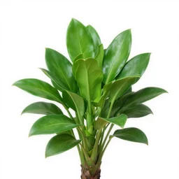 Zamioculcas zamiifolia