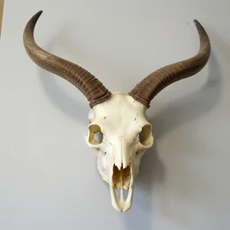 seagull preservation skull taxidermy taxidermist