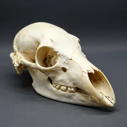 corvus frugilegus fossil birdskull oxford museum bones. no teeth. long beak