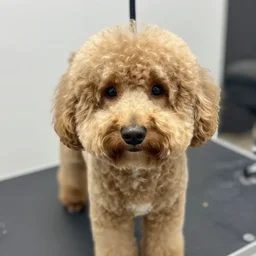 bad goldendoodle haircut,