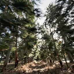 long exposure photograph of moving eucalyptus trees in a strong wind, back light, sony ar 7 ii, photographed by julie blackmon