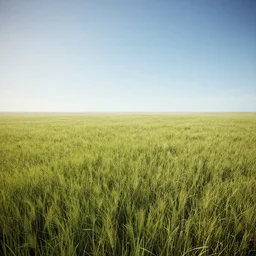a giant field, clear sky, unreal engine, detailed, beautiful