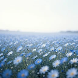 field of light - blue daisies, white sky in background, matte painting