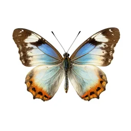 butterfly, by maria sibylla merian