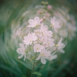 leica double exposure photograph of dreamy flowers in volumetric lighting
