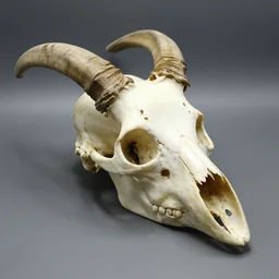 the skull of a beaked creature
