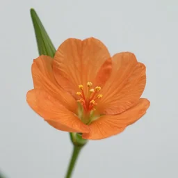 a close up photo of an orange colored flower, a single green leaf is coming out of the flowers stalk, a tiny beetle is walking on the leaf, high resolution macro image 35mm