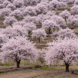 highly detailed realistic photo of spring blossoms landscape, award winning photo, hyper realistic, concept art, 8 k detail post - processing