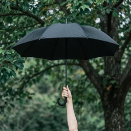 A tree holds an umbrella