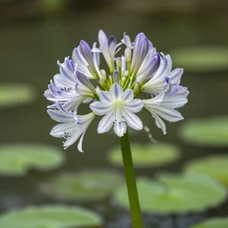 cahaba river alabama, water lilies, hymenocallis coronaria,