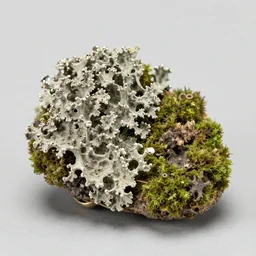 detailed jewel figurine depicting a piece of moss and lichen, made by faberge. macro photography.