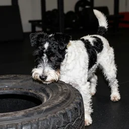 black and white fox terrier with extreme muscles, chewing on a car tire, inside a gym, 50mm photography with flash