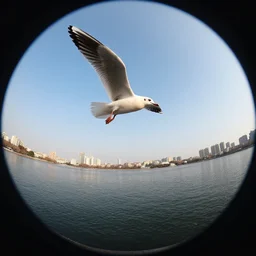 fish eye lens view of a seagull flying over a city