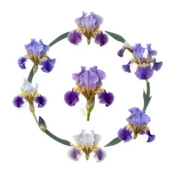 life cycle of iridiscent flower