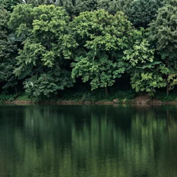 a serene landscape of lake in the forest