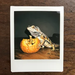 a lizard sitting at a table, they eat pumpkin, creepy, polaroid, color
