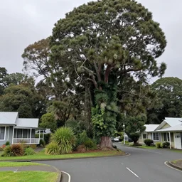 a suburban street in wellington, new zealand. quaint cottages interspersed with an ancient remnant lowland podocarp broadleaf forest full of enormous trees with astelia epiphytes and vines. rimu, kahikatea, cabbage trees, manuka, tawa trees, rata. stormy windy day. google street view.