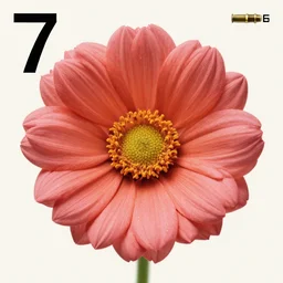7 0 s album cover with flower and bullet