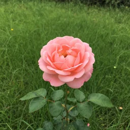 a beautiful beautiful beautiful beautiful beautiful photo of a rose in a grass field