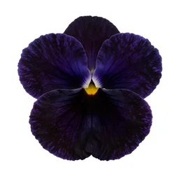 matte black viola, photorealistic, isolated on a pure white background, centered, entire object in frame, sharp focus, soft studio lighting