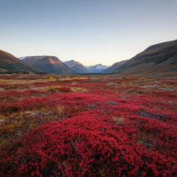 yukon valley landscape in golden hour with red bearberry plants, high detail, high definition, photorealistic, 8k,