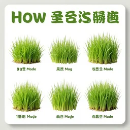 poster showing how grass is made