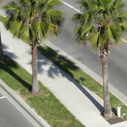 satellite view photo of sidewalk with palm trees, by shunji dodo, 8 k resolution, photo, high quality