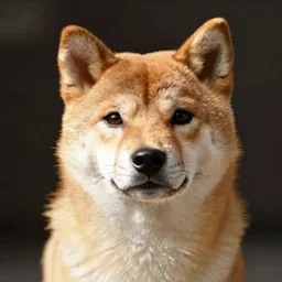 shibu inu, portrait by Jack Gaughan