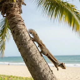 a squirrel running up a palm tree near the beach photograph