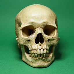 self portrait by a skull, green background