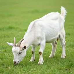 a picture of a goat eating grass in a field
