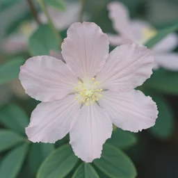 botanical, shot with hasselblad, photography, photorealism, ultrasharp details, ultradetailed, intricate, soft diffuse lights, by dorothea lange and horst p horst, aesthetic film grain, pastels colours
