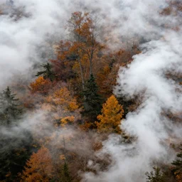 a forest in autumn surrounded by white puffy smoke by jean giraud. masterpiece. hq. centered. in - frame