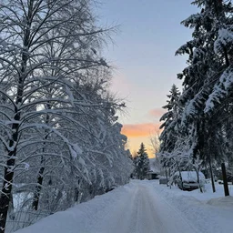 winter in Scandinavia with snow hanging heavily from the trees, winter sunset