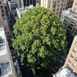 aerial photo the tallest tree in the world in the middle of newyork - n 9