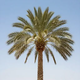an award winning photograph of iraqi Palm tree, 4k , realistic