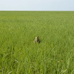 a frog standing upright in the middle of a gigantic field, he is lost