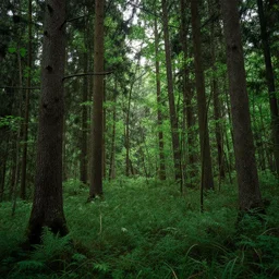 forest in botte